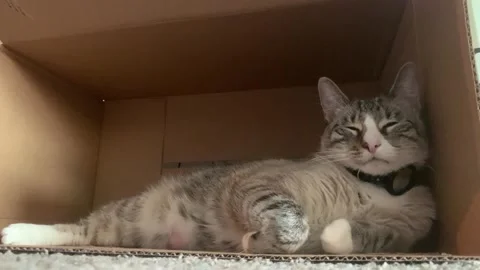 Cat in Box Stock Footage 257607635