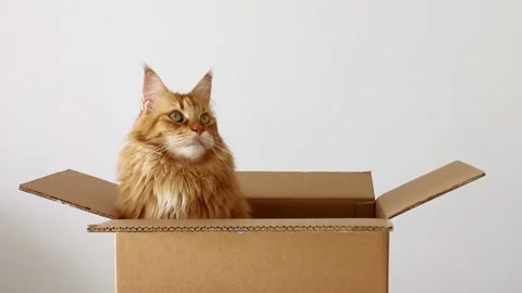 A cat in a box. A gift for the holiday. Delivery of animals.Mainecoon Video stock 229713095
