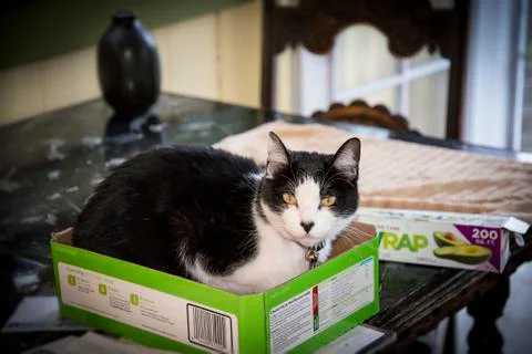 Cat in a Box 写真素材