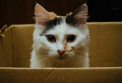 Cat in Box Stock Photos