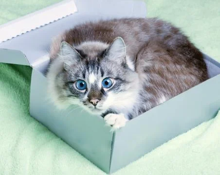 Cat in box Stock Photos
