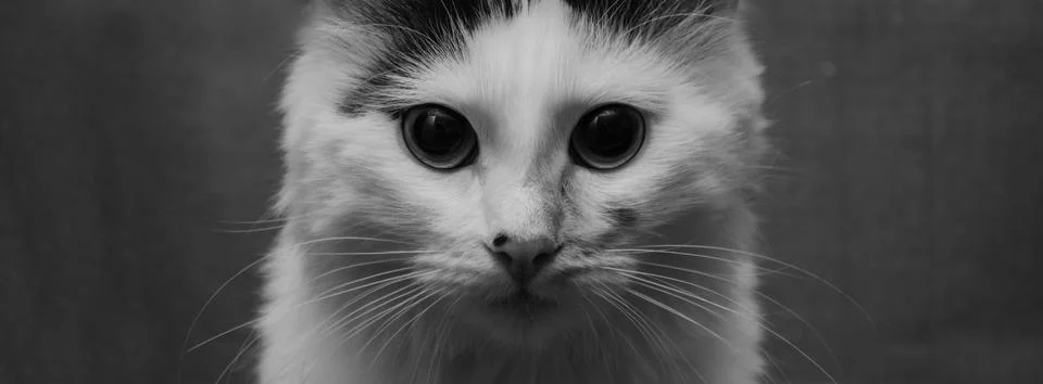 Cat in Box Stock Photos