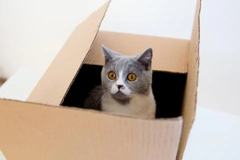 Cat in a box Stock Photos