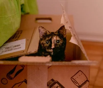 The cat in the box Stock Photos