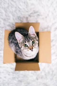 Cat in a box Stock Photos