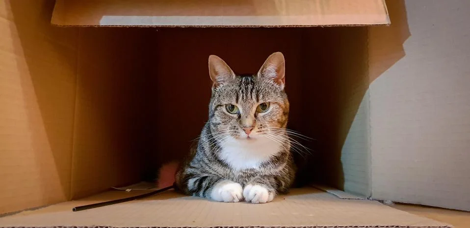 Cat in a box Stock Photos