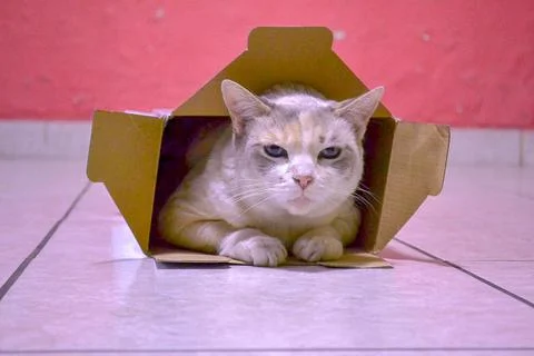 Cat in a box Stock Photos