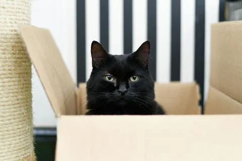 Cat in a box Stock Photos