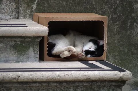 Cat in the box Stock Photos