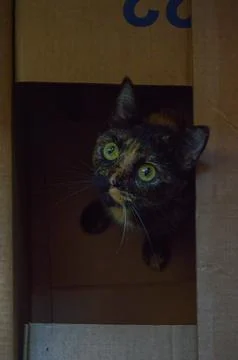 A cat in a box Stock Photos