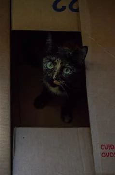 A cat in a box Stock Photos