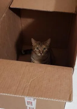 Cat in a box Foto stock