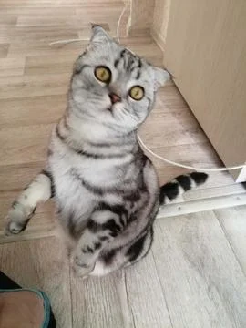 Cat boy 库存照片