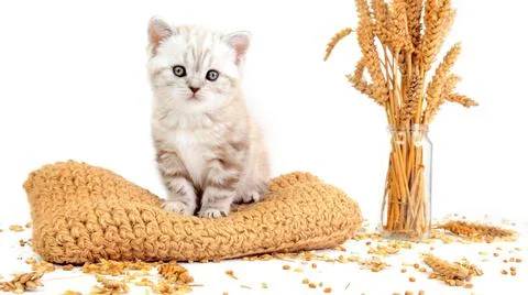 Cat with branches of wheat. Cat and cereal plants. Stock Photos
