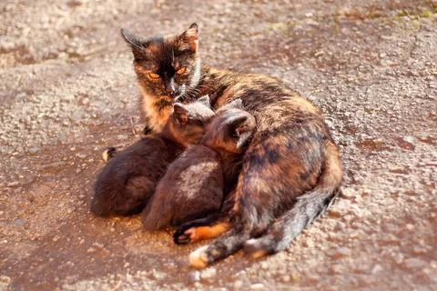 Cat breastfeeding kittens Stock Photos