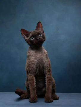 Cat breed devon rex on a blue canvas background. Pet portrait in studio Stock Photos