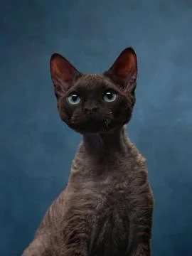 Cat breed devon rex on a blue canvas background. Pet portrait in studio Foto stock