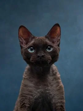Cat breed devon rex on a blue canvas background. Pet portrait in studio Stock Photos