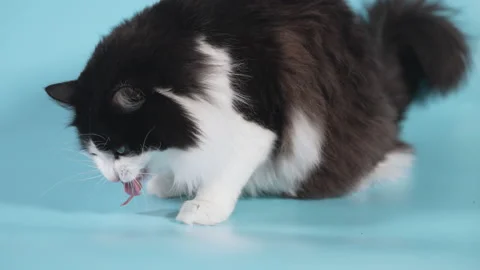 Cat breed - Norwegian Forest, eats meat on the floor Stock Footage 232630500