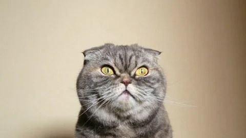 Cat breed Scottish Fold. Video stock 96820877
