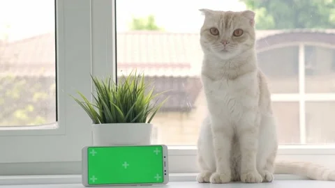 Cat breed Scottish fold sitting with green screen phone on background of window Video stock 199927520