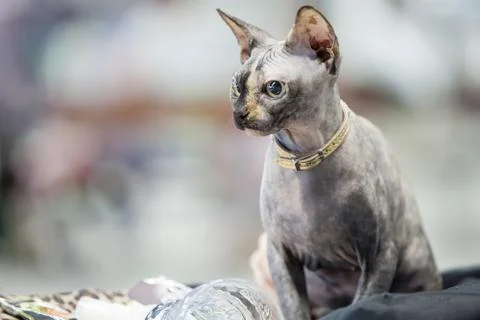 Cat of breed the Sphinx closeup Stock Photos