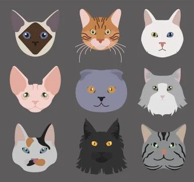 Cat breeds icon set flat style Stock Illustration