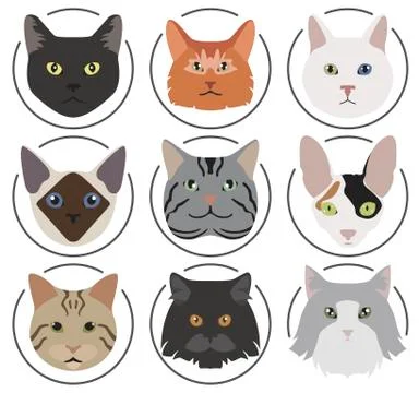 Cat breeds icon set flat style Stock Illustration