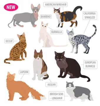 Cat breeds icon set flat style isolated on white. Create own infographic ab.. Stock Illustration