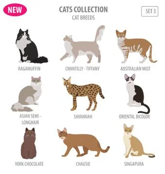 Cat breeds icon set flat style isolated on white. Create own infographic ab.. Stock Illustration