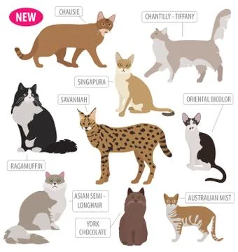 Cat breeds icon set flat style isolated on white. Create own infographic ab.. Stock Illustration