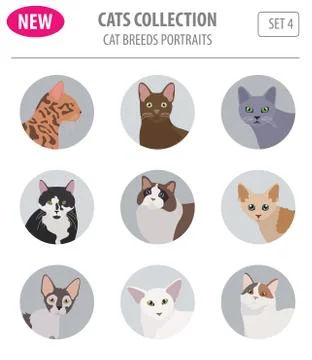 Cat breeds icon set flat style isolated on white. Create own infographic ab.. Illustrazione stock