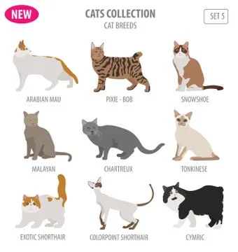 Cat breeds icon set flat style isolated on white. Create own infographic ab.. Illustrazione stock