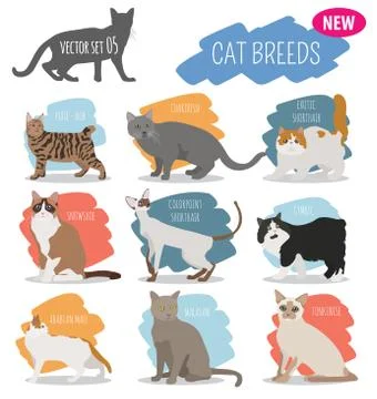 Cat breeds icon set flat style isolated on white. Create own infographic ab.. Stock Illustration