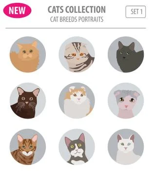 Cat breeds icon set flat style isolated on white. Create own infographic ab.. Stock Illustration