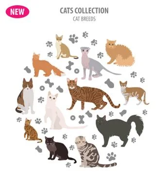 Cat breeds icon set flat style isolated on white. Create own infographic ab.. Stock Illustration