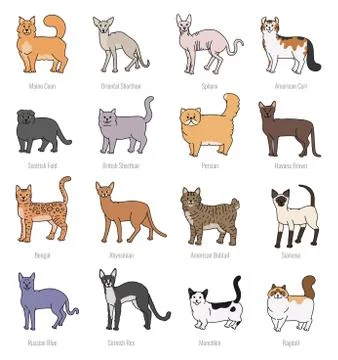 Cat breeds profile vector set contour sketch isolated illustration. Stock Illustration