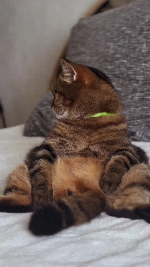 A cat in a bright green collar is sitting on the bed and looking away. Pet Side Stock Footage 334327035