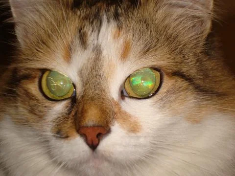 Cat with bright green eyes Stock Photos