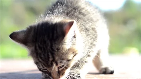 Cat in bright light Stock Footage 59906819