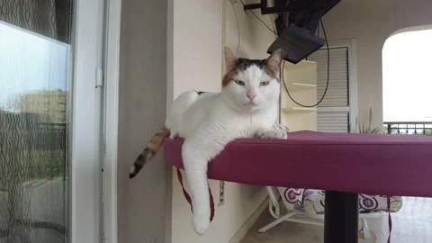 Cat with bright white fur lying on the table. Stock Footage 219674355