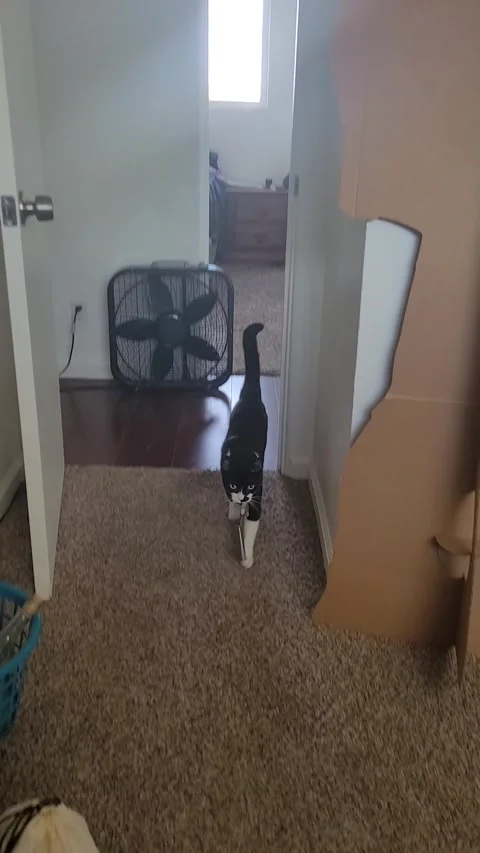 Cat Brings the Laser Pointer for Playtime, Redding, California, USA - 22 Oct 202 Stock Footage 205327537