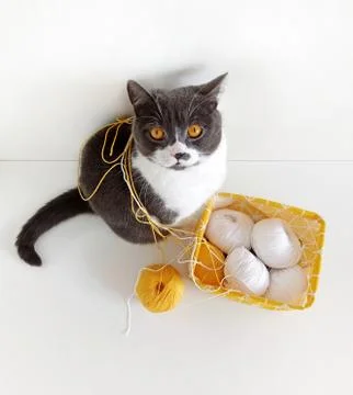 The cat of the British breed is entangled in the threads. Stock Photos