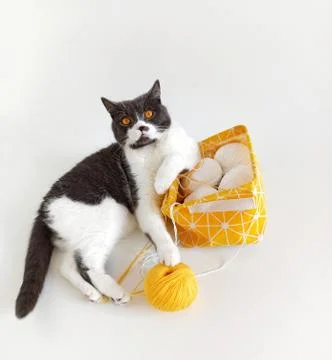 The cat of the British breed is entangled in the threads. Stock Photos