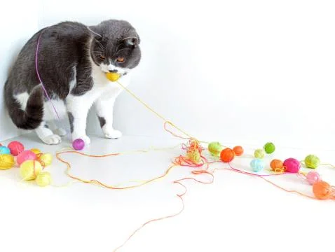 The cat of the British breed is entangled in the threads. Stock Photos