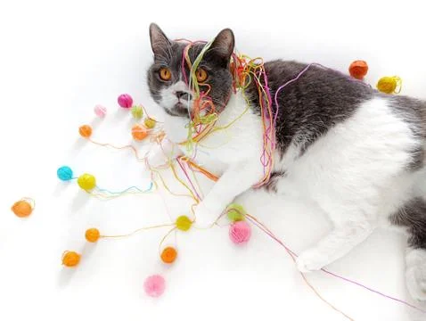 The cat of the British breed is entangled in the threads. Stock Photos