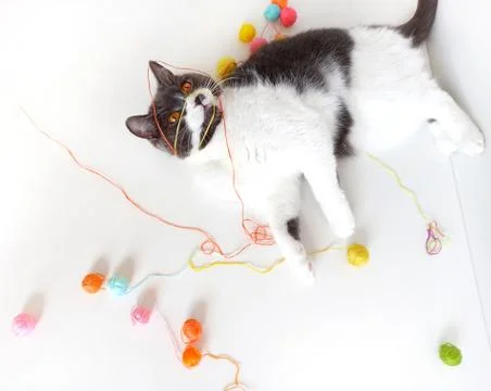 The cat of the British breed is entangled in the threads. Stock Photos