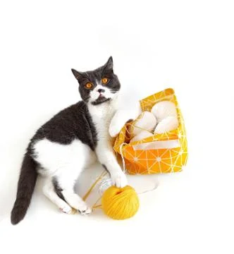 The cat of the British breed is entangled in the threads. Stock Photos