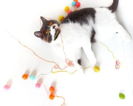 The cat of the British breed is entangled in the threads. Stock Photos
