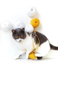The cat of the British breed is entangled in the threads. Stock Photos